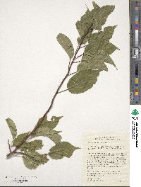 Prunus hortulana image