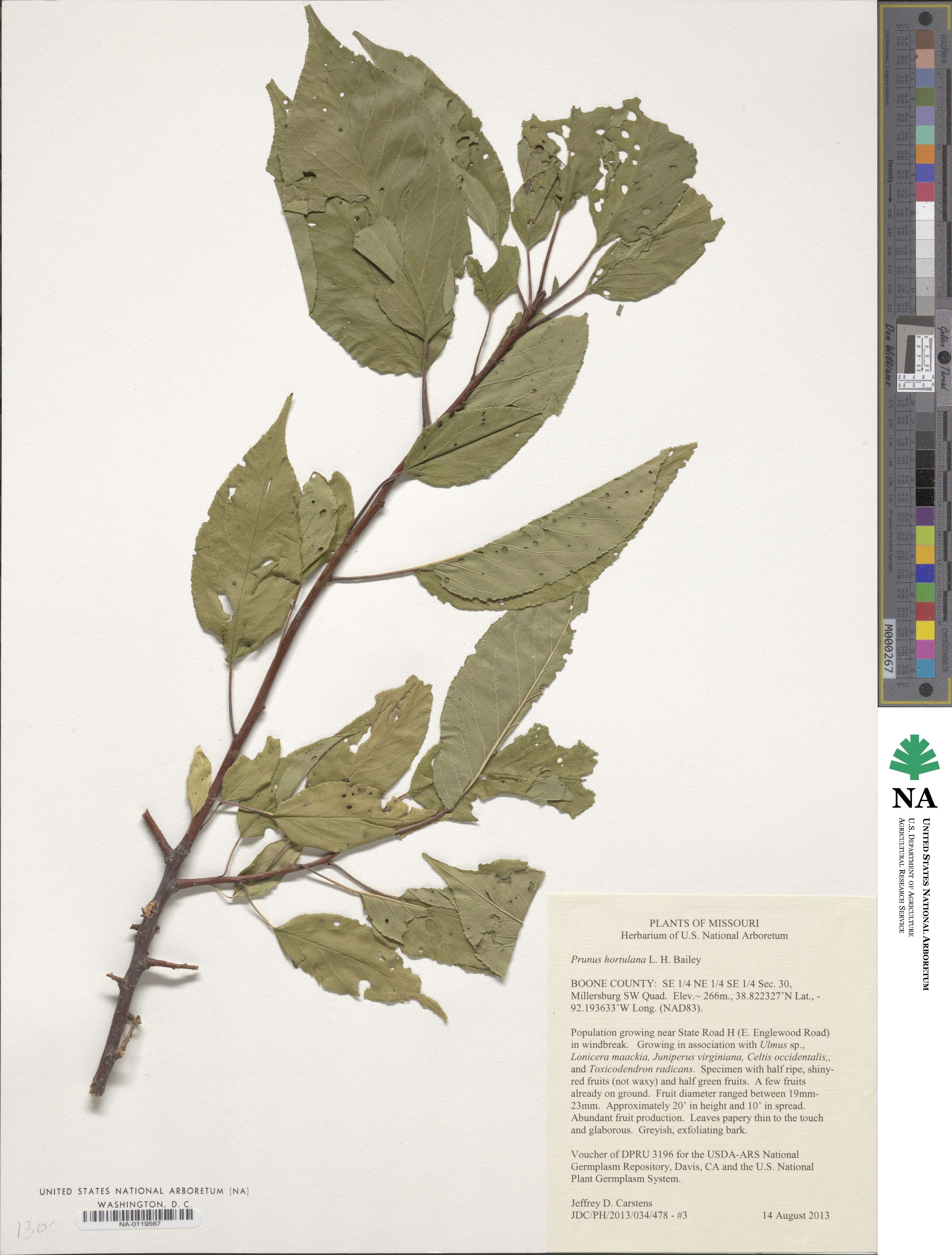 Prunus hortulana image
