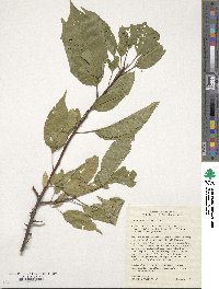 Prunus hortulana image