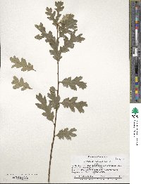 Quercus garryana image