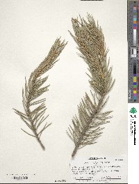 Pinus monophylla image