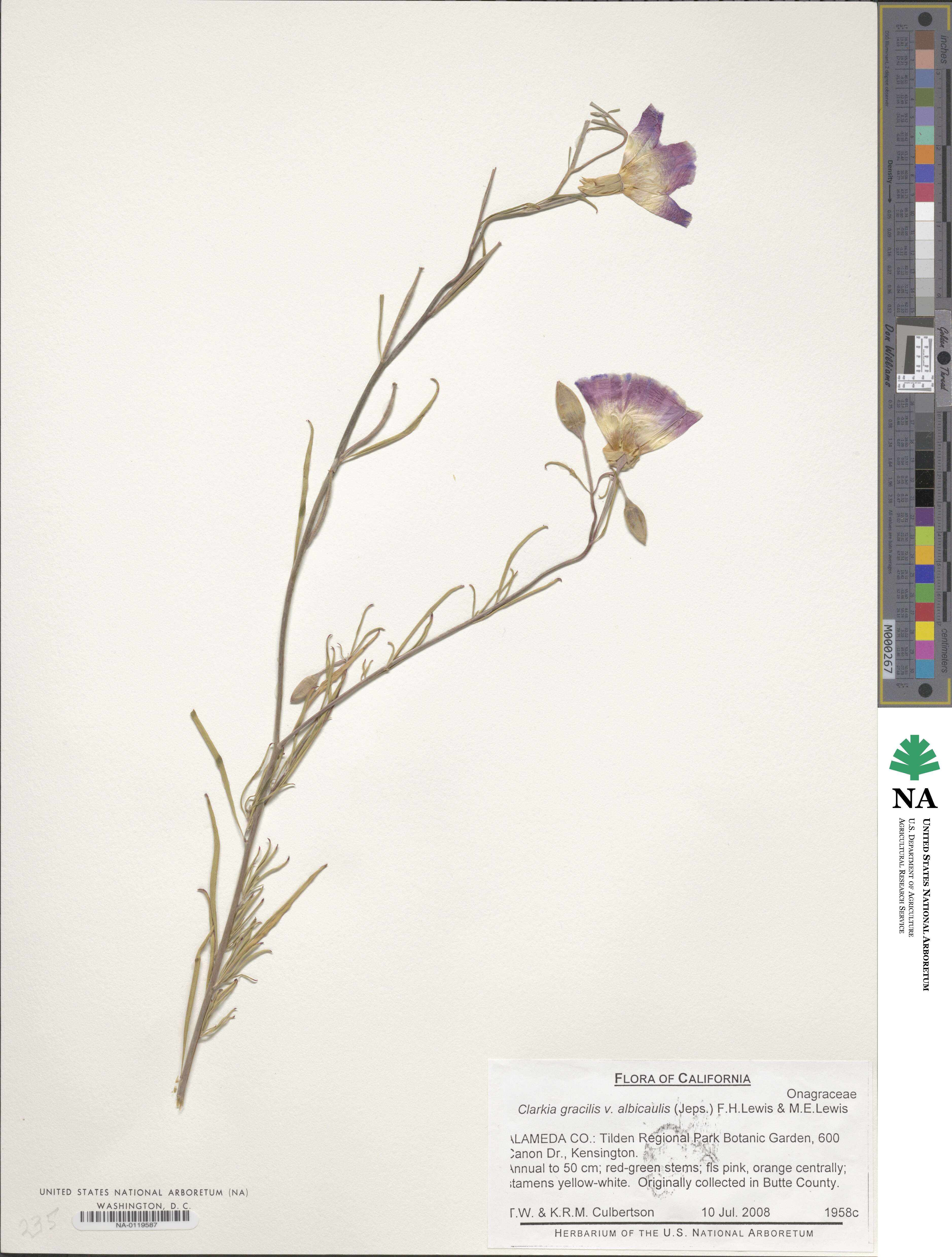 Clarkia gracilis image