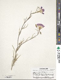 Clarkia gracilis image