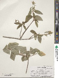 Philadelphus lewisii image