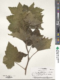 Rubus parviflorus image