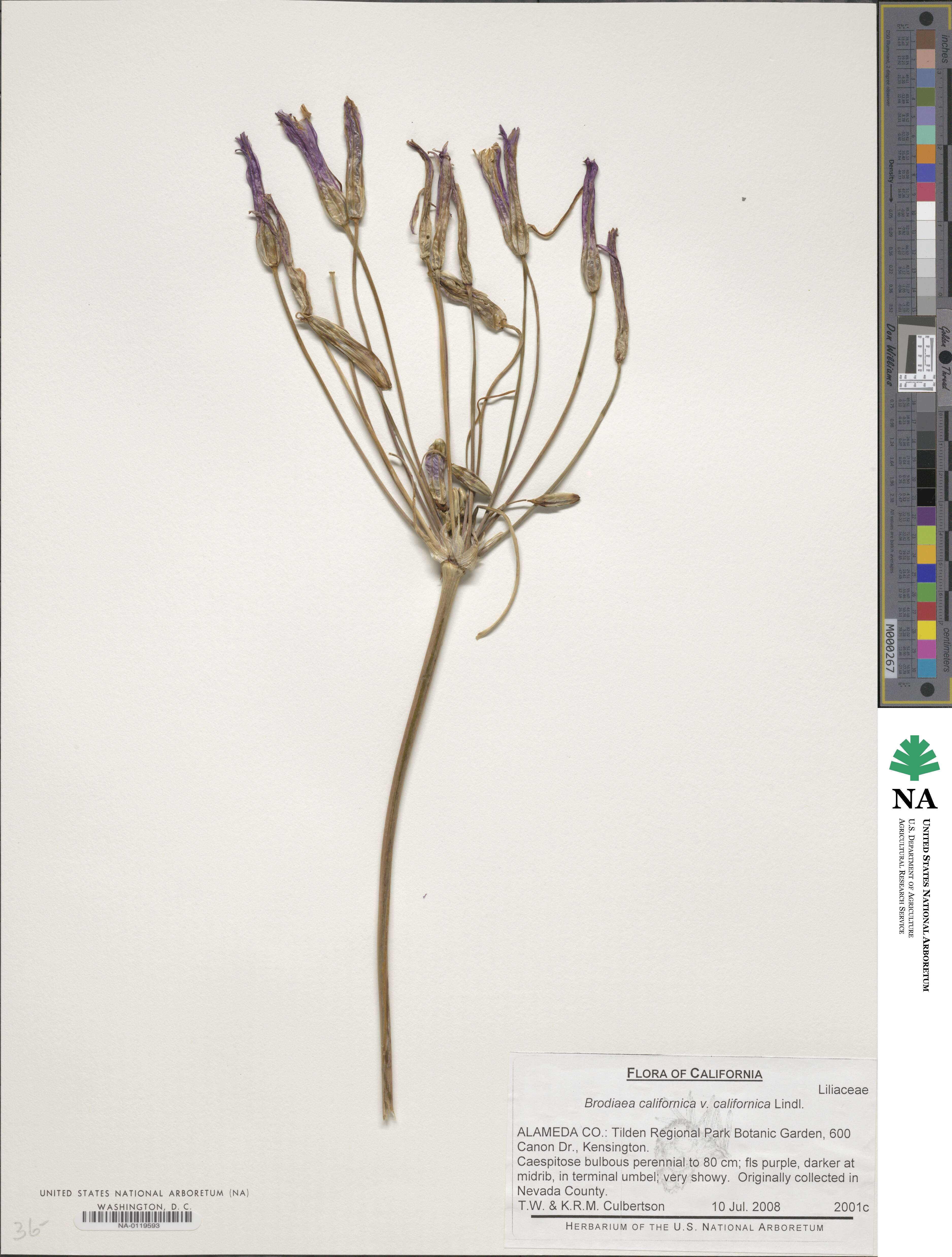 Brodiaea californica var. californica image