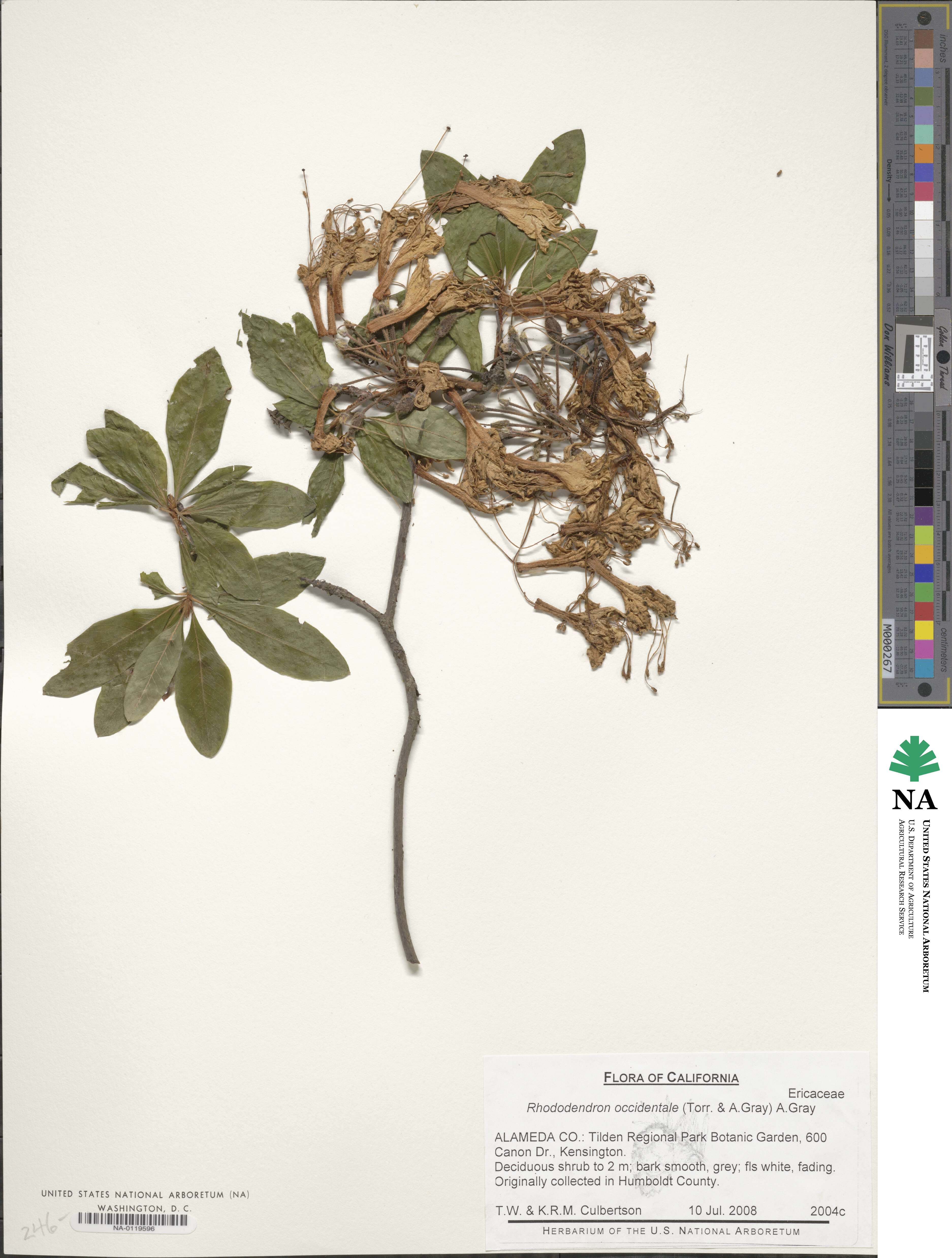 Rhododendron occidentale image