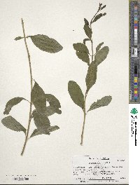 Forestiera pubescens image