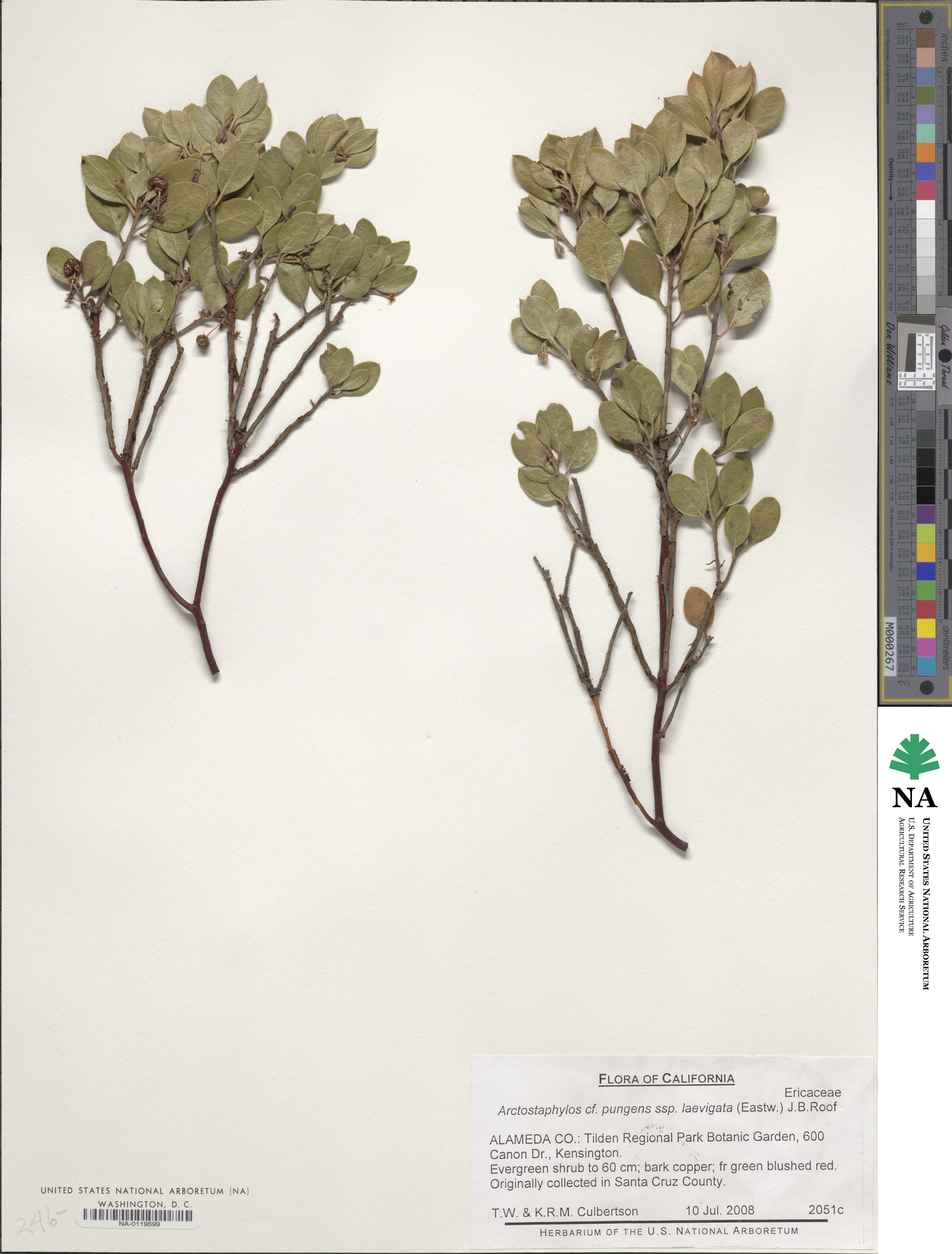 Arctostaphylos manzanita image