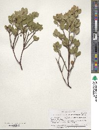 Arctostaphylos manzanita image