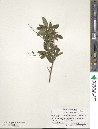 Ceanothus parryi image