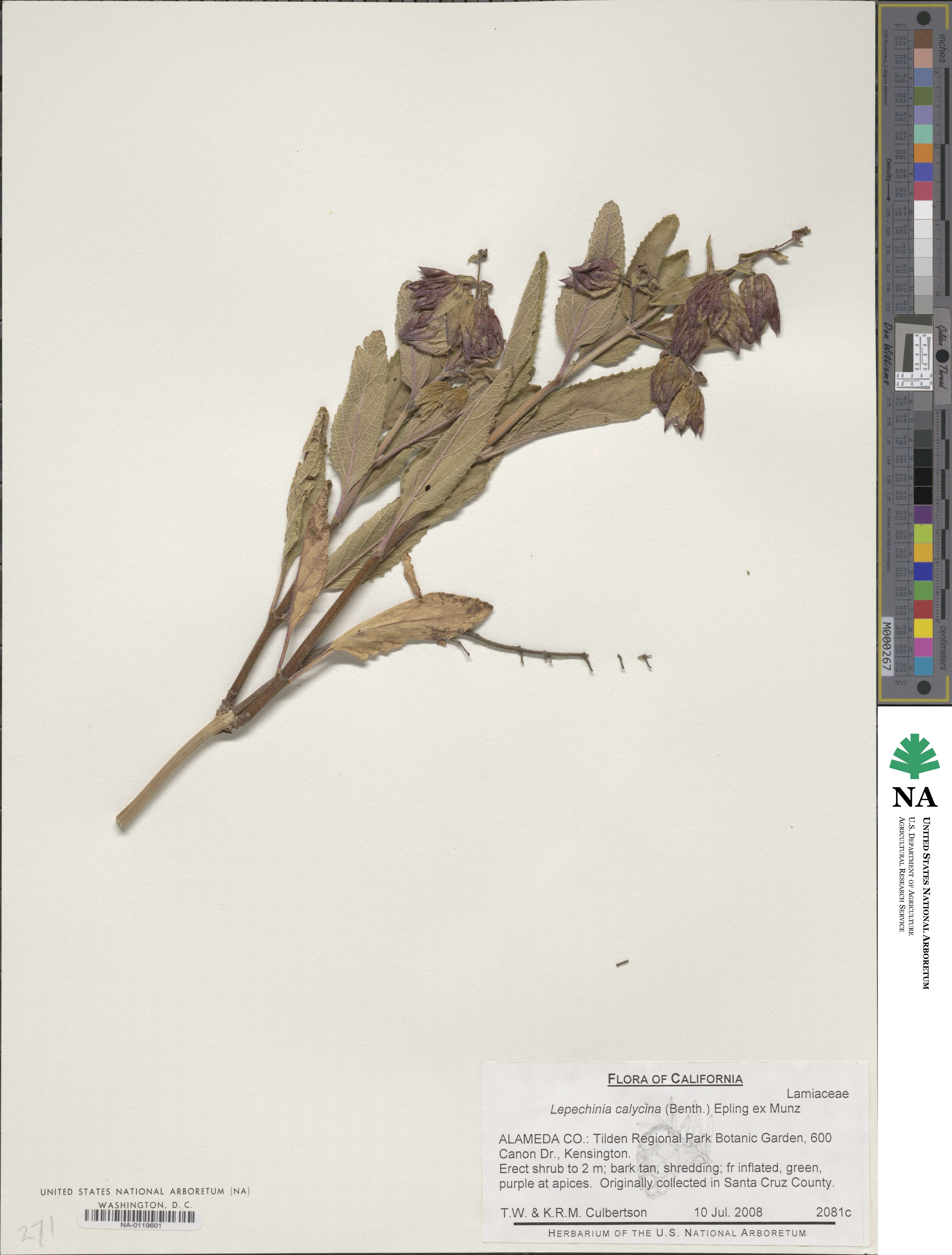 Lepechinia calycina image