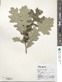 Quercus macrocarpa image