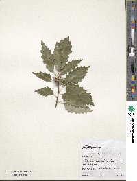 Quercus prinoides image