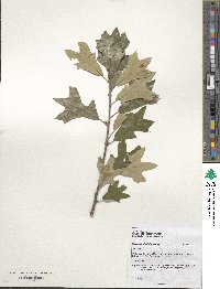 Quercus ilicifolia image