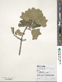 Quercus ilicifolia image