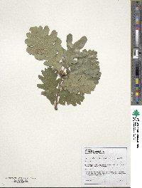 Quercus robur image