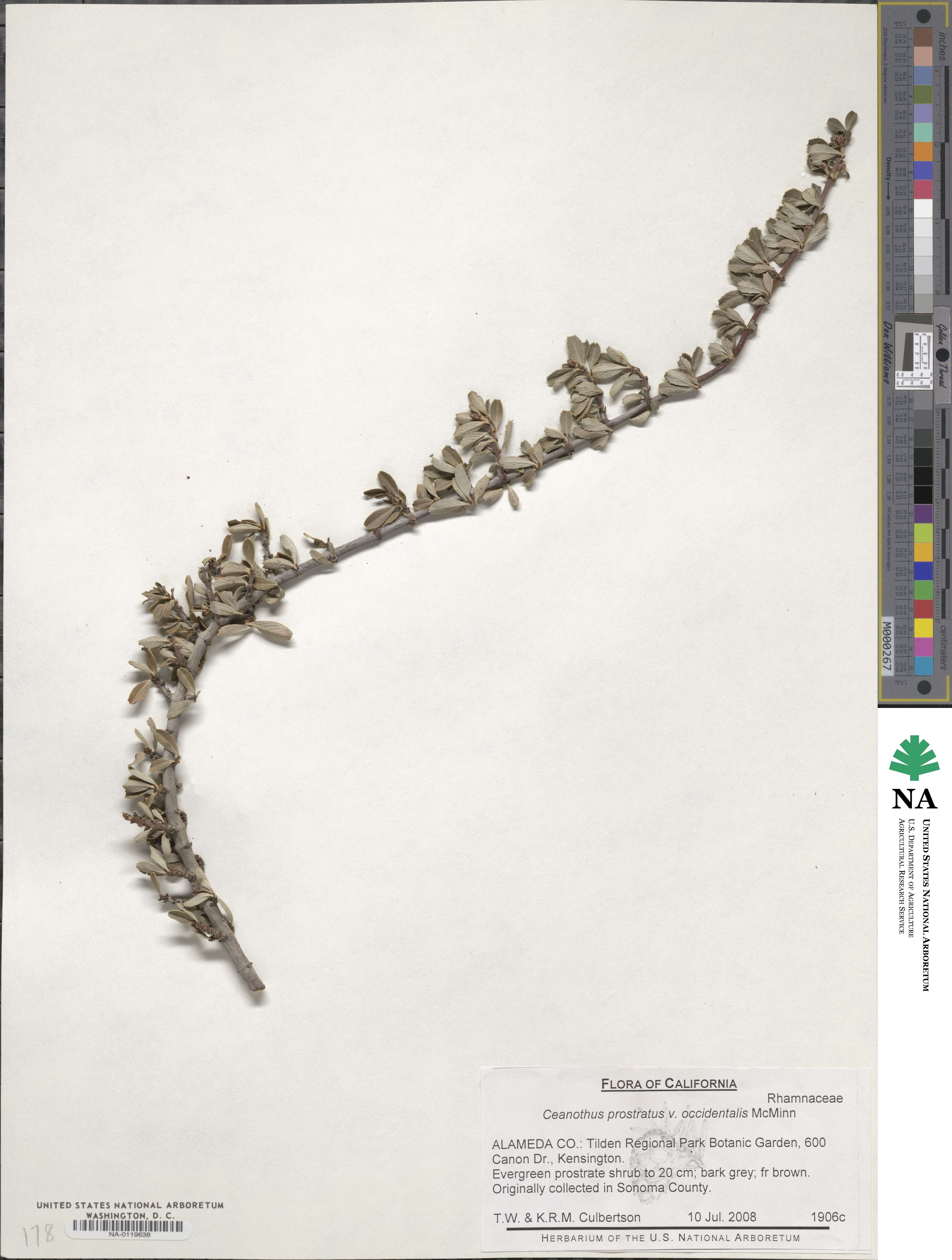 Ceanothus divergens var. occidentalis image