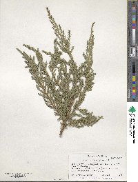 Juniperus communis image