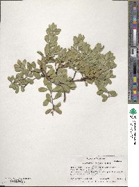 Arctostaphylos uva-ursi image