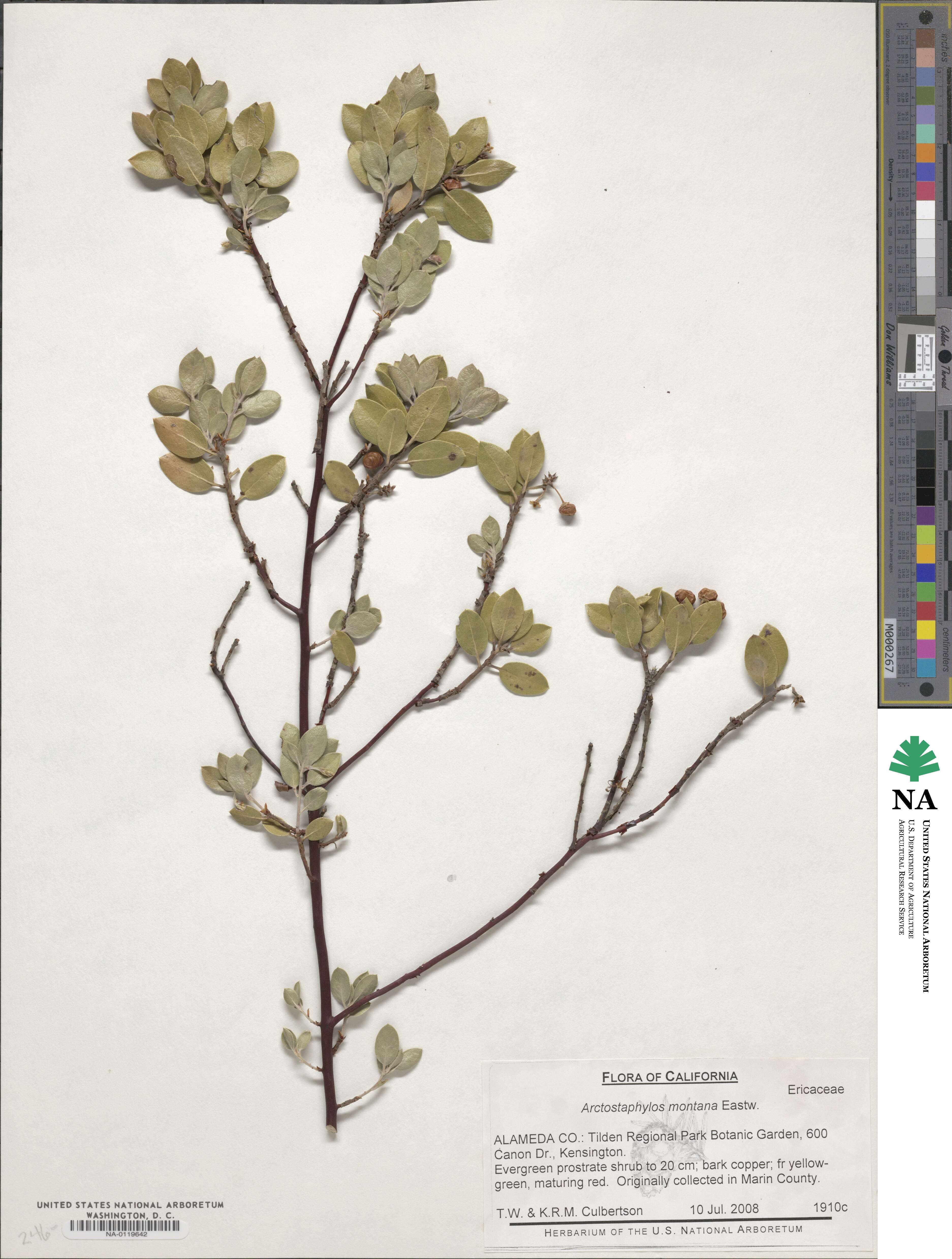 Arctostaphylos hookeri image