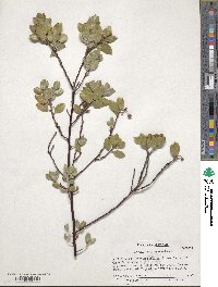 Arctostaphylos hookeri subsp. montana image