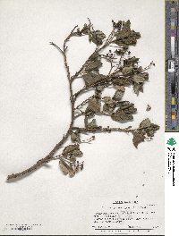 Ceanothus griseus image