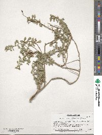 Hazardia squarrosa image