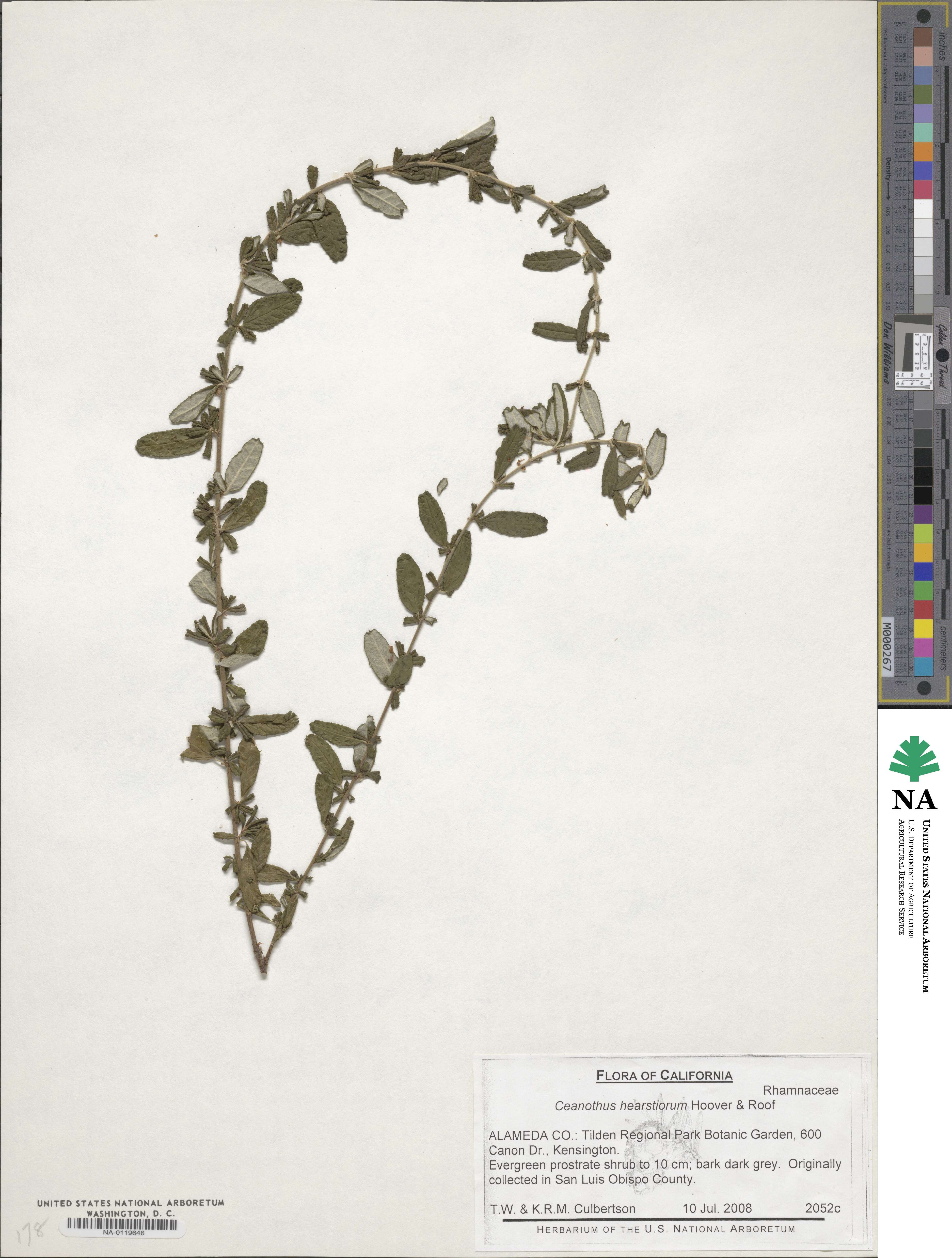 Ceanothus hearstiorum image