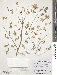 Moringa oleifera image