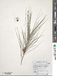 Casuarina cunninghamiana image