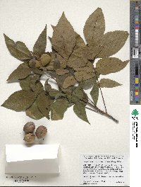 Carya texana image