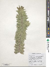 Myrtus communis image