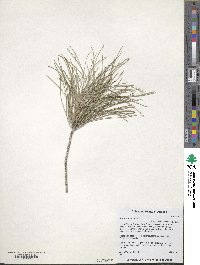 Pinus brutia image