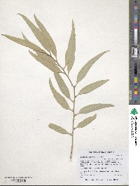 Corymbia papuana image