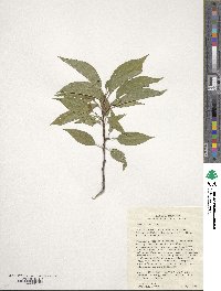 Prunus hortulana image