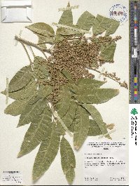 Sapindus saponaria image