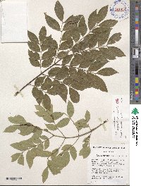 Image of Leucaena multicapitula