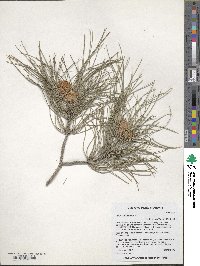 Pinus brutia image