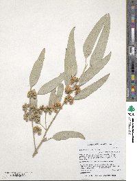 Eucalyptus microtheca image