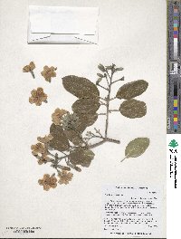 Cordia sonorae image