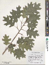 Quercus buckleyi image