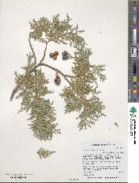 Platycladus orientalis image