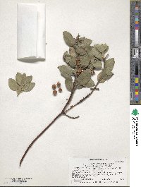 Arctostaphylos columbiana image