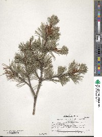 Pinus contorta var. contorta image