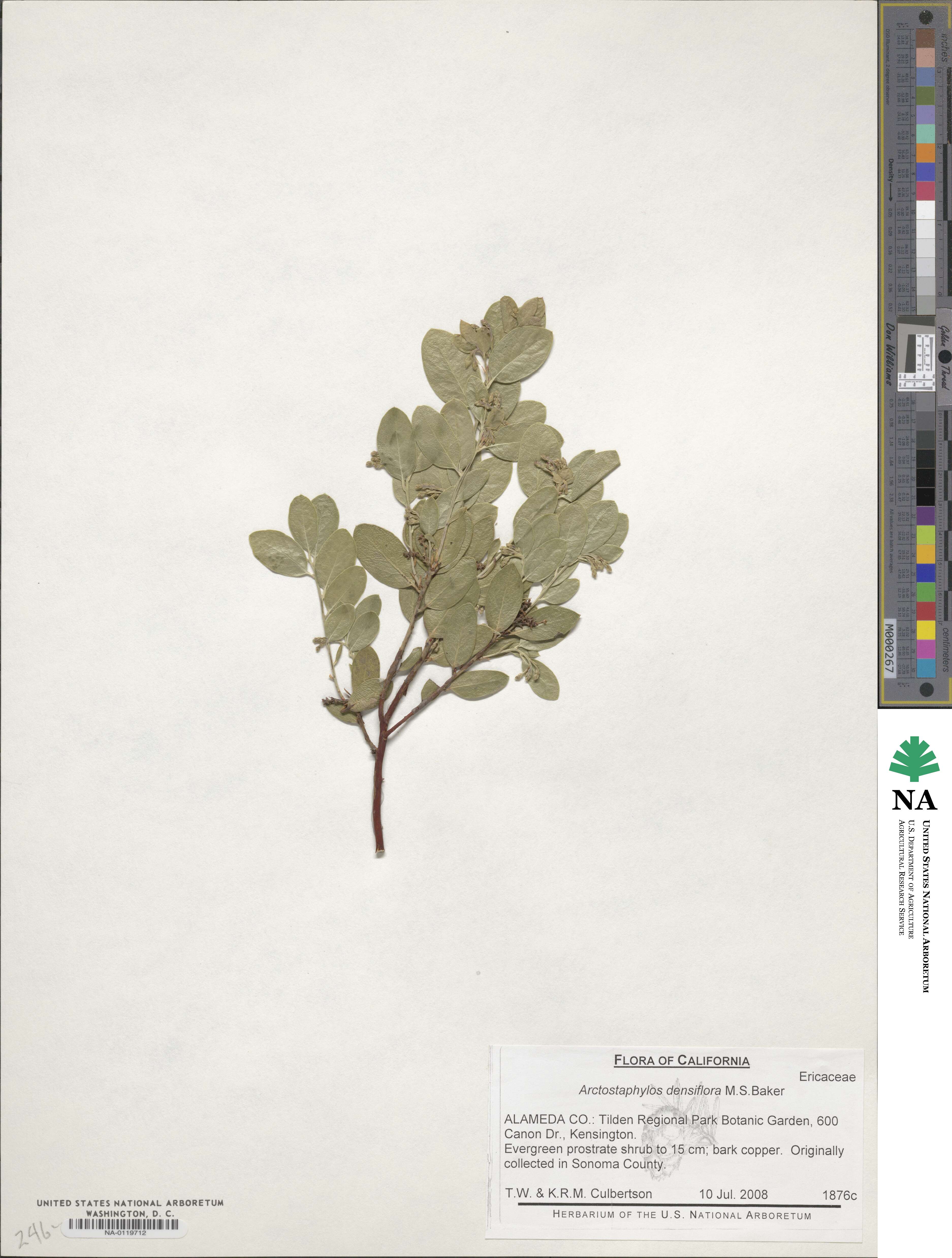 Arctostaphylos densiflora image