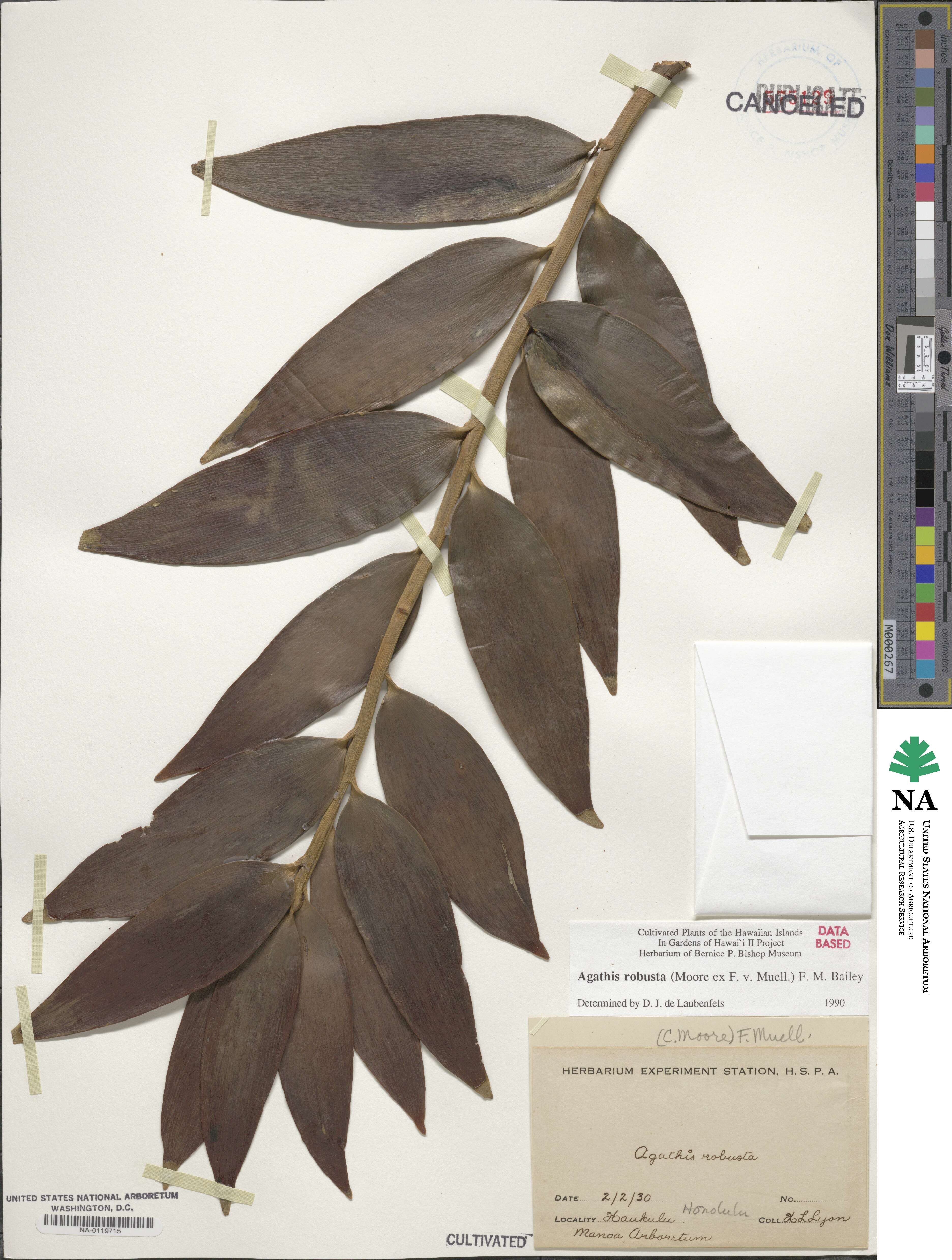 Agathis robusta image