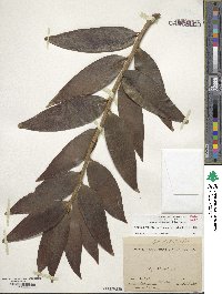 Agathis robusta image