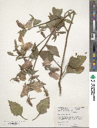 Campanula punctata var. punctata image