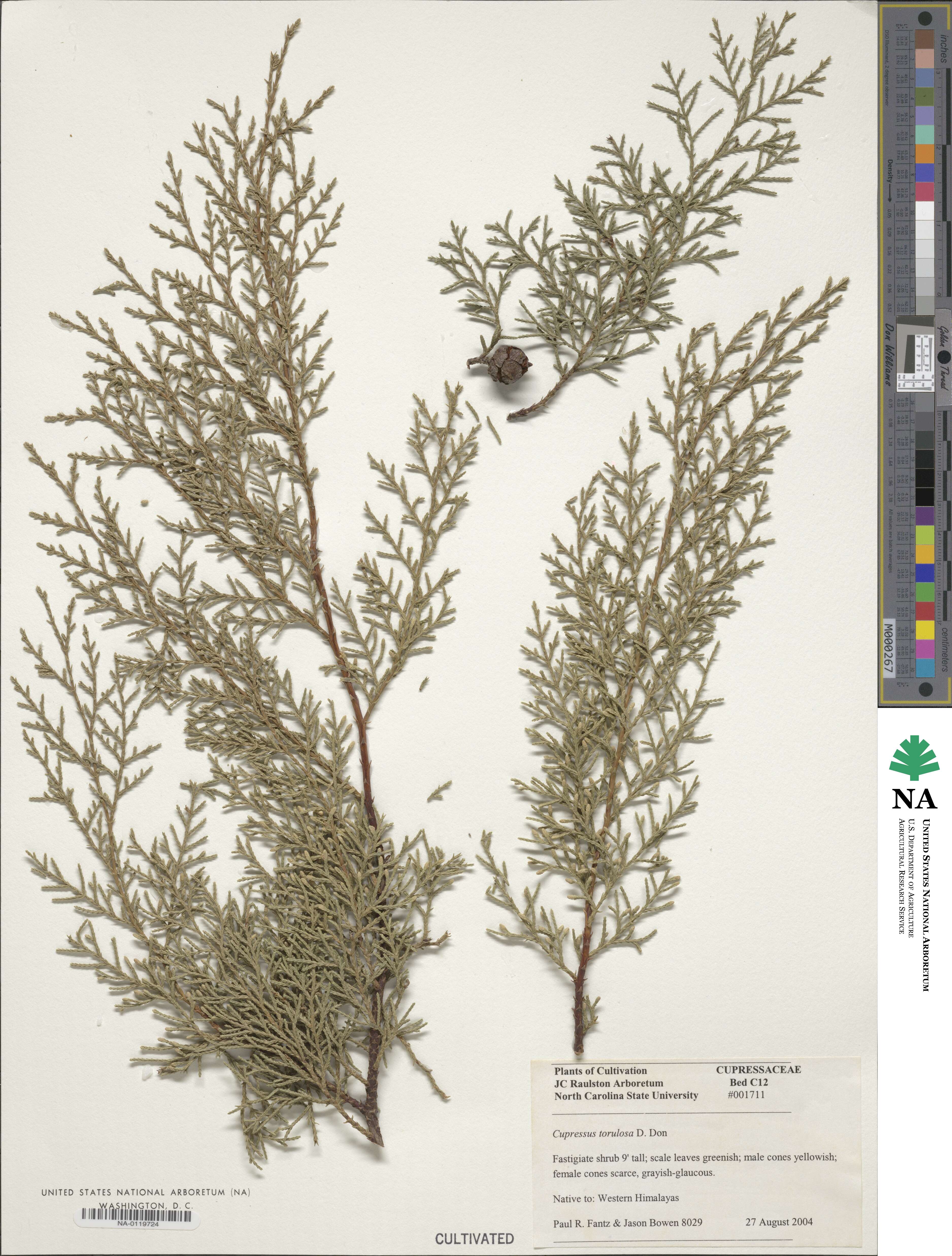 Cupressus duclouxiana image